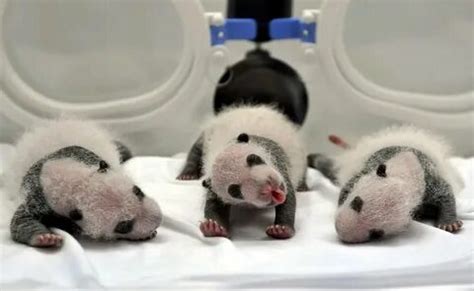 panda yavrusu yeni doğmuş